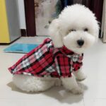 Buy pet cat dog summer spring shirt clothes on Petsasa in Kigali Rwanda
