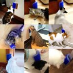 Catit Self Groomer Cat Brush Toy with Catnip Inside - Image 4