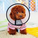 Buy Recovery Cone Collar for dog or cat in Rwanda on spawtive for small dogs