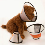 Buy Recovery Cone Collar for dog or cat in Rwanda on spawtive veterinary