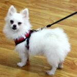 Ultra Light Dog Harness For Small & Medium Breeds + Free Leash - Image 2