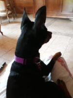 Dog-Collar-Heavy-Duty-Clip-Buckle-Pet-Collar-for-Small-Medium-Big-Dogs-Kigali-Spawtive.co.ke-Doberman-Rwanda
