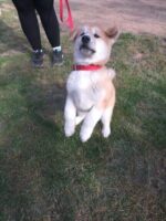 Dog-Collar-Heavy-Duty-Clip-Buckle-Pet-Collar-for-Small-Medium-Big-Dogs-Kigali-Spawtive.co.ke-red-dog-collar-Rwanda