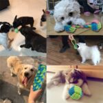 Dog-Rope-Toy-Knot-Puppy-Dog-Chew-Teething-Toys-Teeth-Cleaning-Pet-Palying-Ball-For-Dogs-In-Rwanda-on-Spawtive.co.ke
