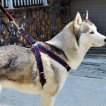 Adjustable Denim Dog Leash and Harness Set - Image 2