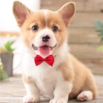 Lux Bow Tie for Cats & Dogs - Image 3