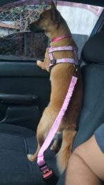 Adjustable Dog Car Seat Safety Belt - Image 3