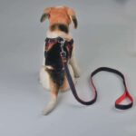 Adjustable Denim Dog Leash and Harness Set - Image 3