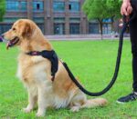 Petsasa Padded Back Sports Big Dog Harness + Leash - Image 4
