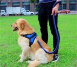 Petsasa Padded Back Sports Big Dog Harness + Leash - Image 3