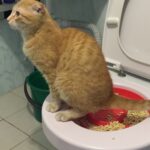 a Cat-training-Toilet-Syastem-Seat-Pet-Plastic-litter-Box-Tray-Kit-Professional-Trainer-In-Rwanda-Spawtive.co.ke