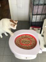 b Cat-training-Toilet-Syastem-Seat-Pet-Plastic-litter-Box-Tray-Kit-Professional-Trainer-In-Rwanda-Spawtive.co.ke