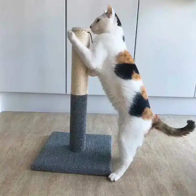 best selling cat tree scratcher in Rwanda Cat Scratching Post with Hanging Toy