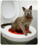 c Cat-training-Toilet-Syastem-Seat-Pet-Plastic-litter-Box-Tray-Kit-Professional-Trainer-In-Rwanda-Spawtive.co.ke