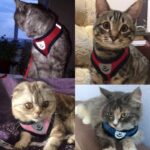 Cats Wearing Spawtive Breathable Mesh Cat Pet Harness and Leash Set in Rwanda