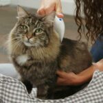 Pet Cat Flea Doctor Electronic Flea Comb for Dogs & Cats in Rwanda