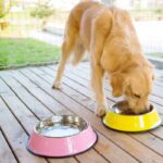 Buy Petsasa Large Dog Food and Water Bowl Plate in Rwanda