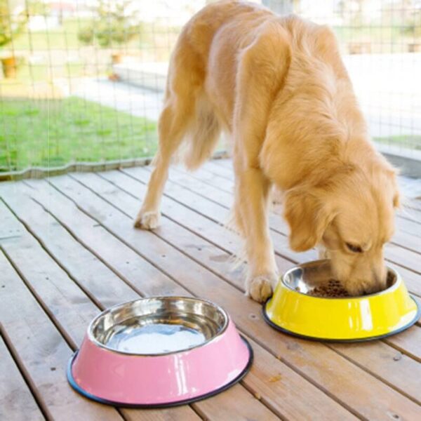 Buy Petsasa Large Dog Food and Water Bowl Plate in Rwanda