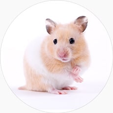 PeSasa Hamster Shop in Rwanda