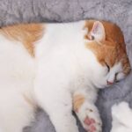 Petsasa-Pet-Cat-Basket-Bed-Cat-House-Warm-Cave-Kennel-for-Dog-Puppy-Home-Sleeping-Kennel-in-Kigali-Rwanda