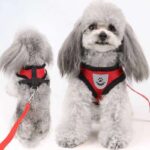 Buy Collar Harness and Leas for Small or Medium Dogs in Rwanda