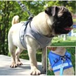 Buy Step-in Vest Dog Harness and Leash Set in Kigali Pet centre
