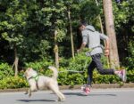 Hands-Free Jogging Dog Leash + Treats Pouch + Bottle Holder;  Elastic, Reflective - Image 3