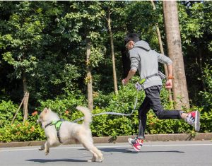 Best Running Hands-Free Running Dog Leash, Elastic in Rwanda