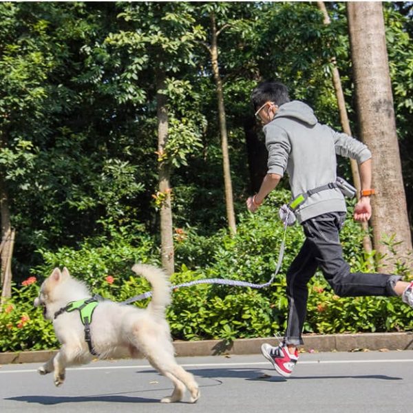 Buy Petsasa Hands Free Running Dog Leash Free. Rwanda