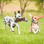 The durable pet toys in Rwanda Squeaky Monkey Deer Pig Plush Dog Toy petsasa