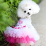 Best Cute Dog Clothes Kiss Me Lace Dog Dress, For Cats & Dogs Puppy Dress in Rwanda On Petsasa