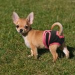 Cute Veterinary Washable Female Dog Diapers Physiological Panties for Small Dogs Petsasa Pet Shop