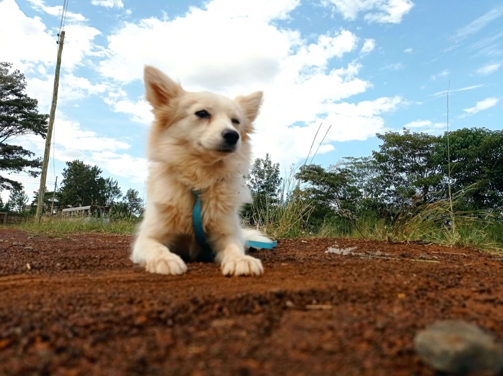 Wolf - White Fluffy Dog For Adoption in Kigali