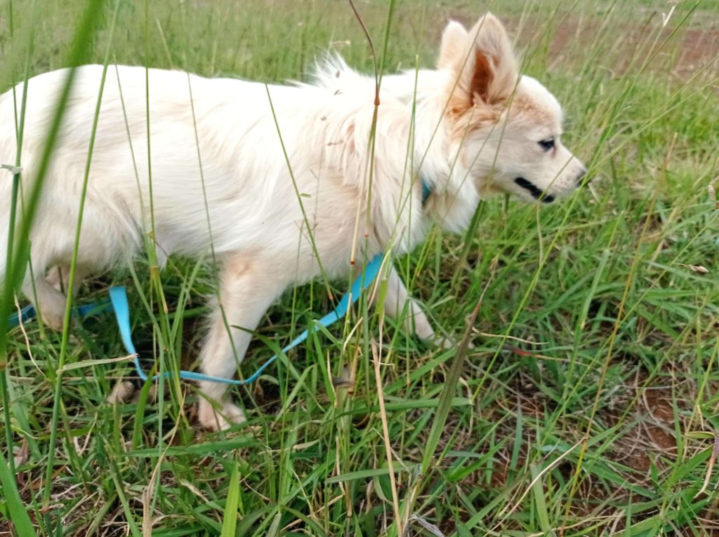 Wolf - White Fluffy Dog For Adoption in Kigali