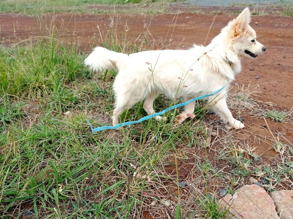 Wolf - White Fluffy Dog For Adoption in Kigali