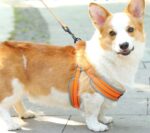 Outdoors Walking Extra Padded Sports Dog Harness & Dog Leash for Medium - Large Dogs Kigali Rwanda