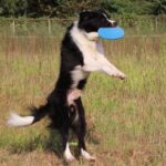 Petsasa Flying Disc Chase and Fetch Dog Toy in Kigali Rwanda