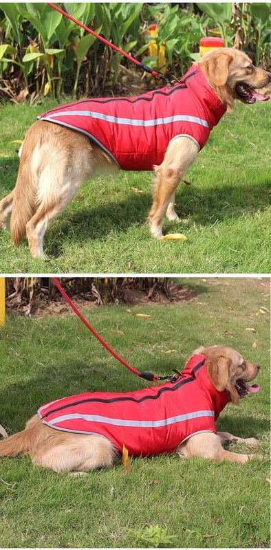 Best Dog clothes and dog coats and jackets for pets in Kigali Rwanda