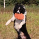 Buy Flying Disc Chase and Fetch Dog Toy in Gisenyi Rwanda