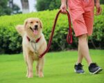 Dog Walking Rope in Rwanda Petsasa Braided Urban Dog Leash and Dog Collar