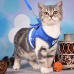 Beautiful Step-In Soft Vest Cat Harness + Leash at Petsasa Rwanda in Kigali