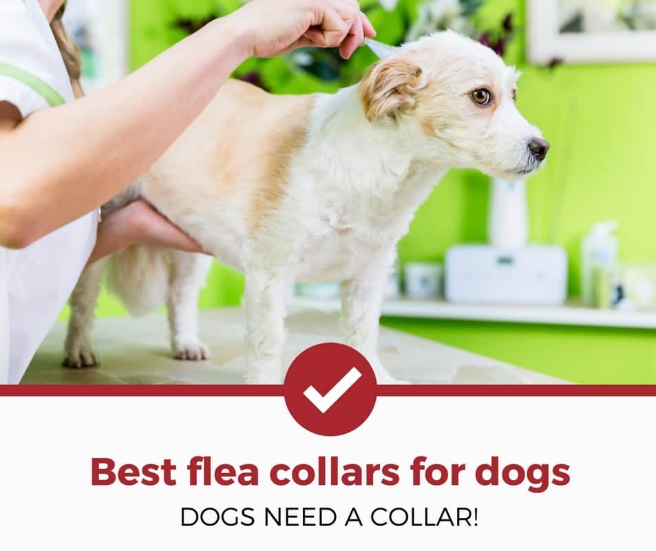 Best Flea Collars and Tick Collars For Dogs In Rwanda