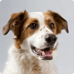 Pet Store and Pet Services in Rwanda 2