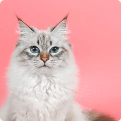 Pet Store and Pet Services in Rwanda 3