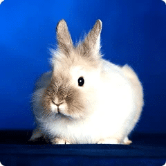 Pet Store and Pet Services in Rwanda 4