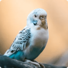 Pet Store and Pet Services in Rwanda 5