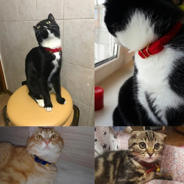 Beautiful Soft Velvet Cat Collar for For Cats Small Dogs in Rwanda at Petsasa