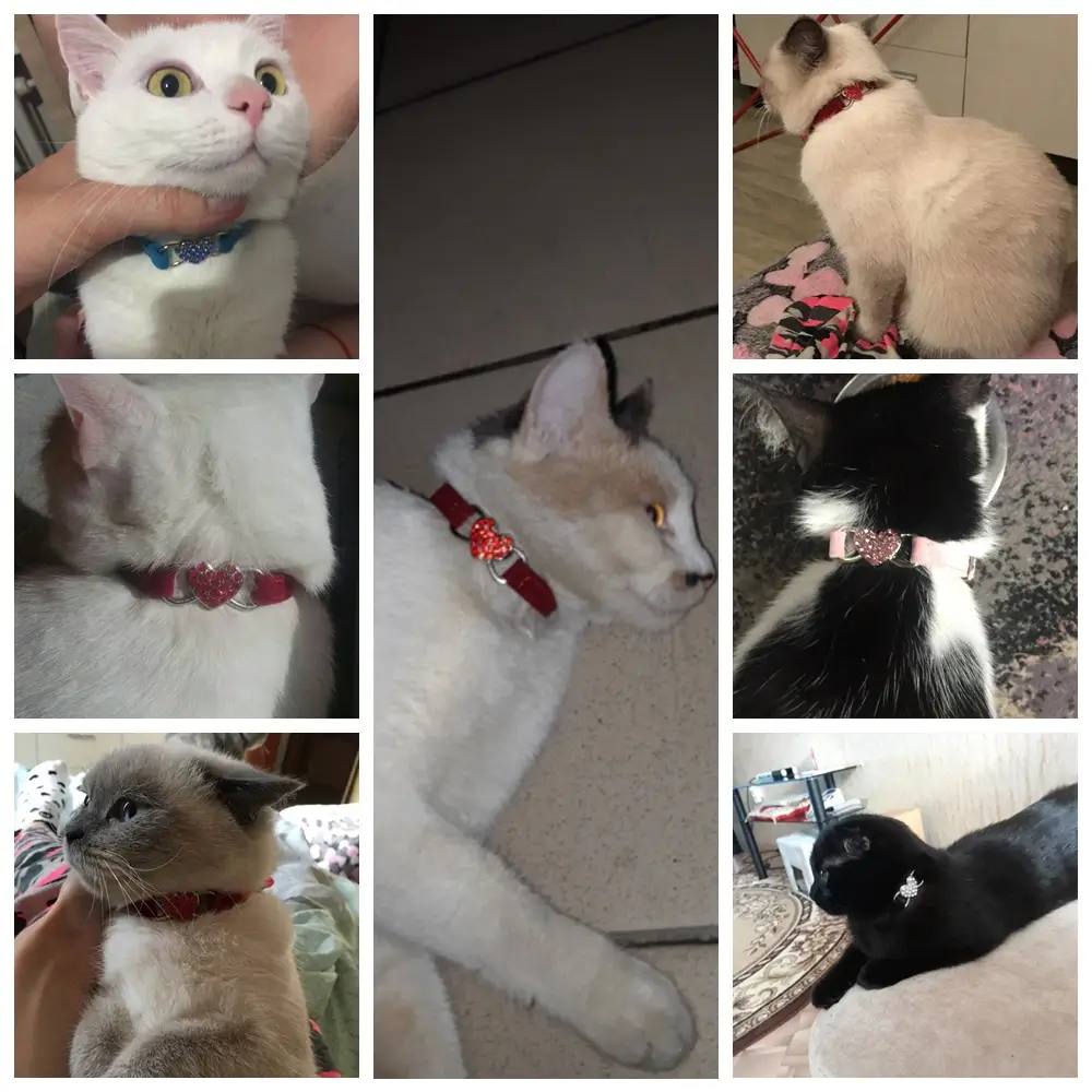 See picture of Luxury Velvet Cat Collar with Crystals in Kigali Rwanda