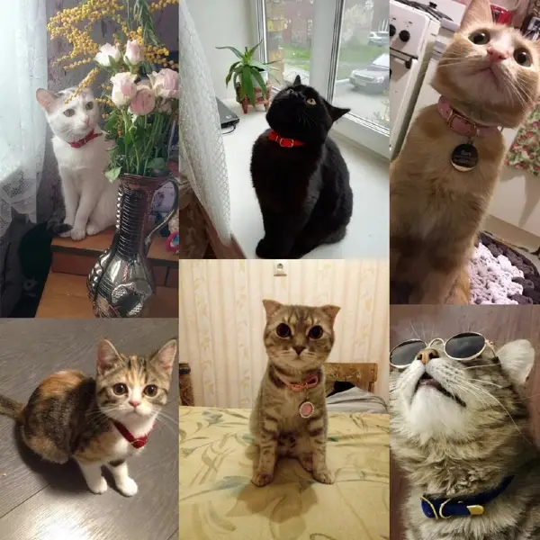 Photo Reviews of Soft Velvet Cat Collar for For Cats Small Dogs in Kigali Rwanda