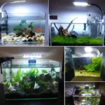 Buy Best Clip On Blue & White LED Aquarium Light at Petsasa Rwanda